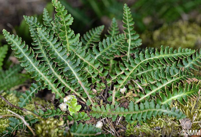 Asplenium ceterach subsp. bivalens