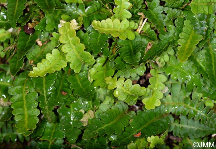 Asplenium ceterach subsp. bivalens