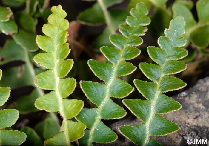 Asplenium ceterach subsp. bivalens