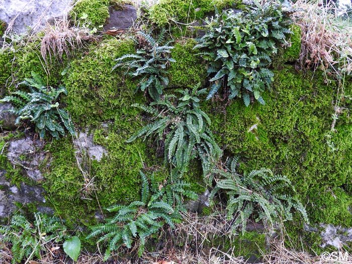Asplenium ceterach subsp. bivalens & Asplenium trichomanes subsp. quadrivalens