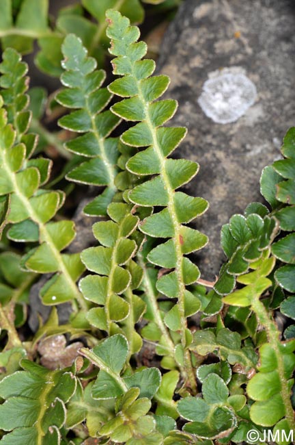 Asplenium ceterach subsp. bivalens