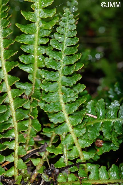 Asplenium ceterach subsp. bivalens