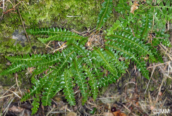 Asplenium ceterach subsp. bivalens