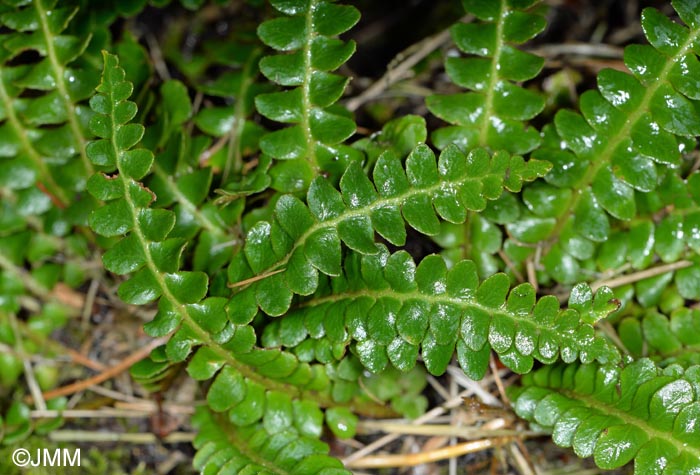 Asplenium ceterach subsp. bivalens