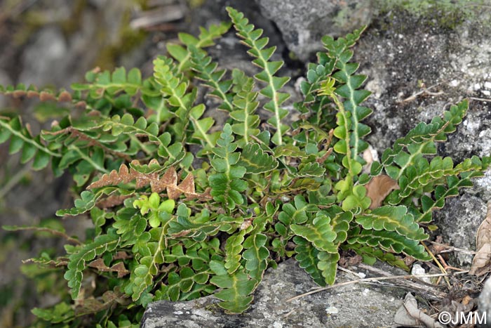 Asplenium ceterach subsp. bivalens