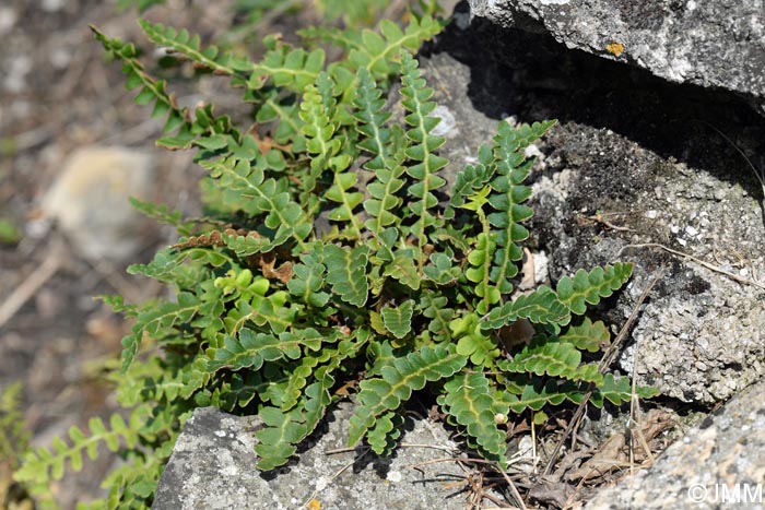 Asplenium ceterach subsp. bivalens