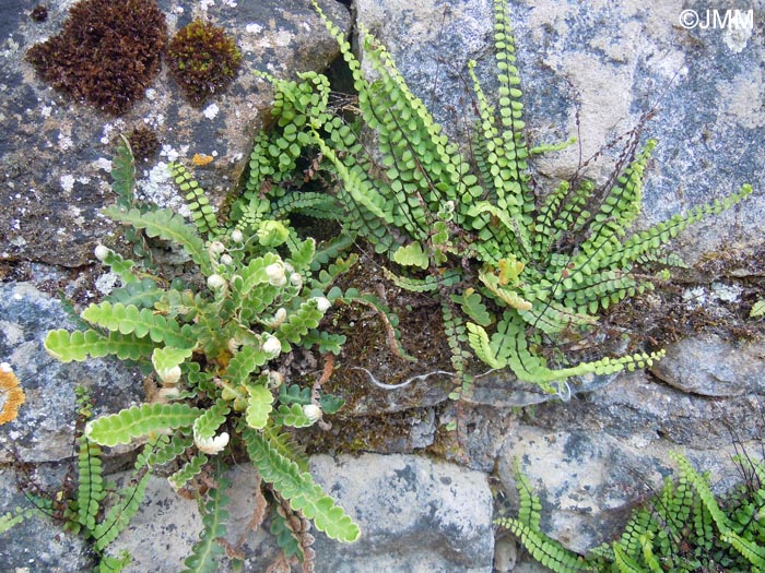 Asplenium ceterach & Asplenium trichomanes subsp. quadrivalens