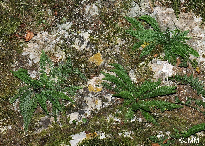 Asplenium fontanum