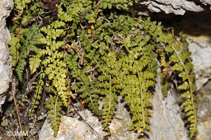 Asplenium fontanum