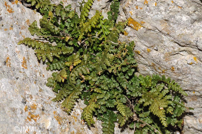 Asplenium fontanum