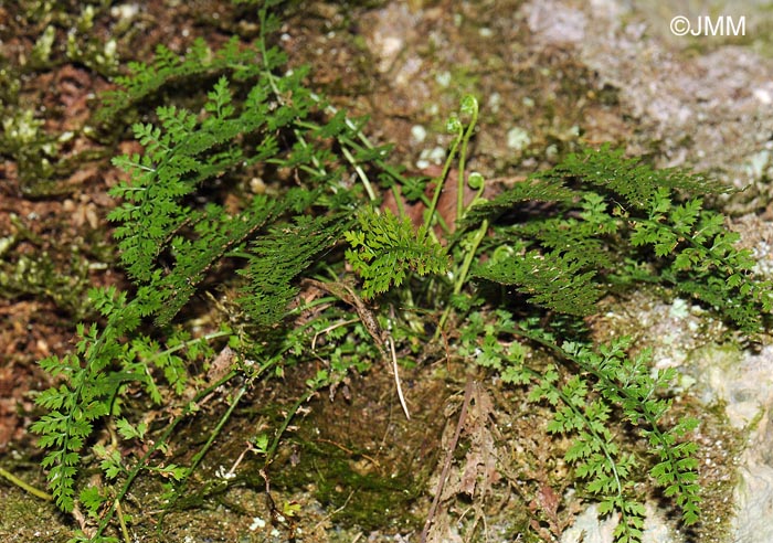 Asplenium fontanum