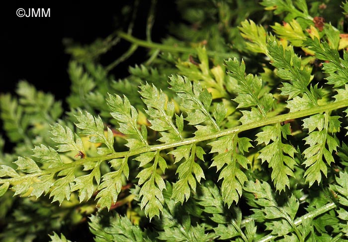 Asplenium fontanum