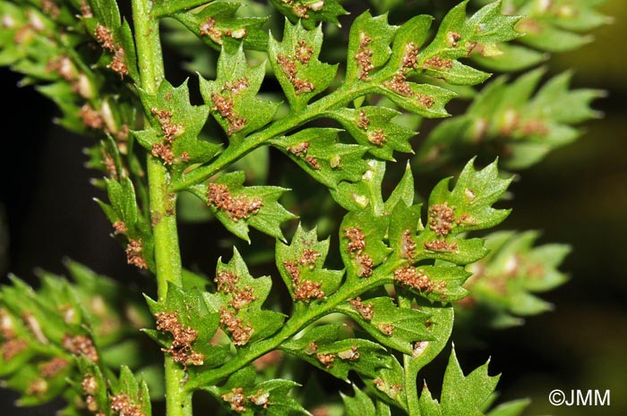 Asplenium fontanum