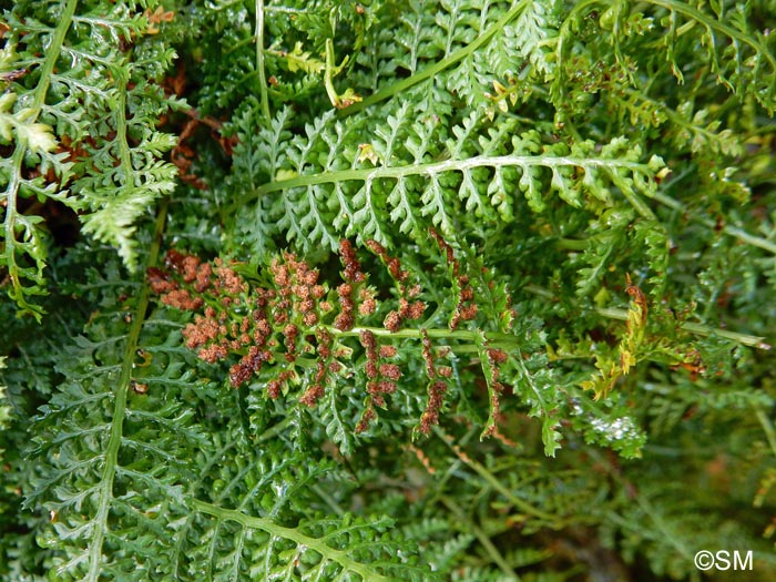 Asplenium fontanum