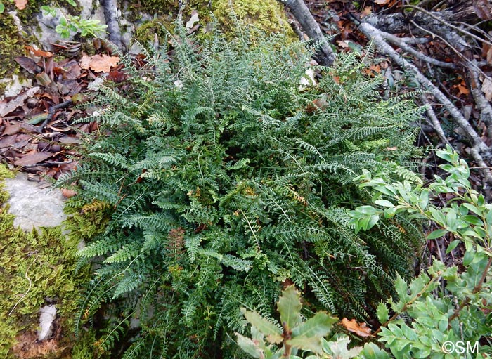 Asplenium fontanum