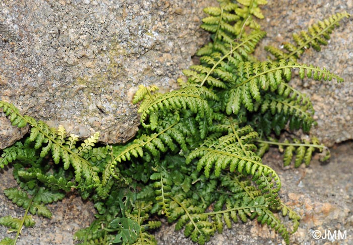 Asplenium foreziense