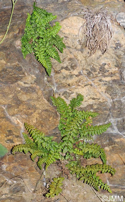 Asplenium foreziense