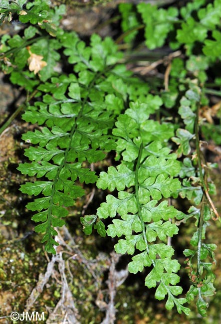 Asplenium foreziense