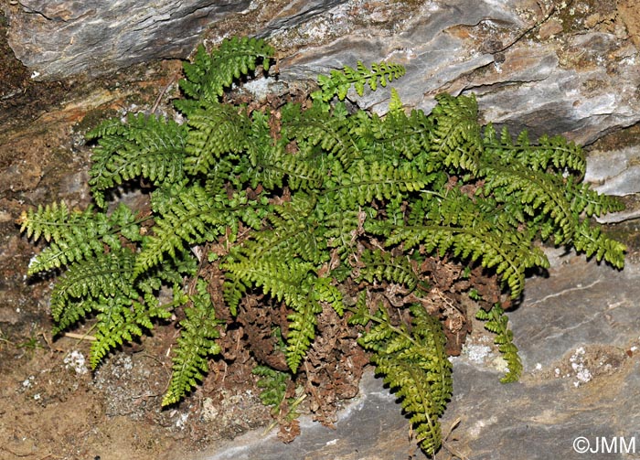 Asplenium foreziense