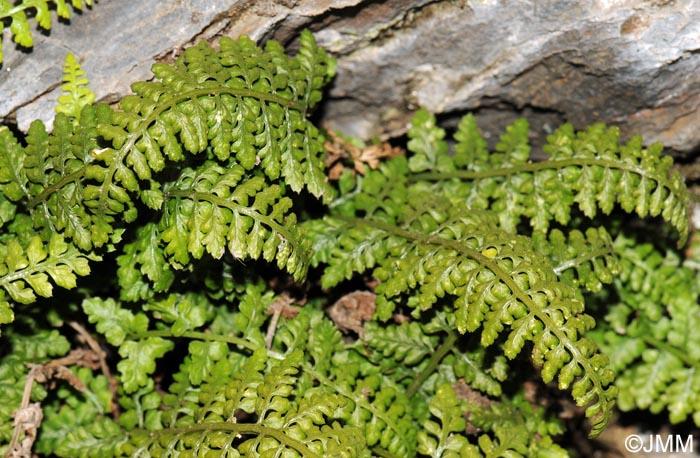 Asplenium foreziense