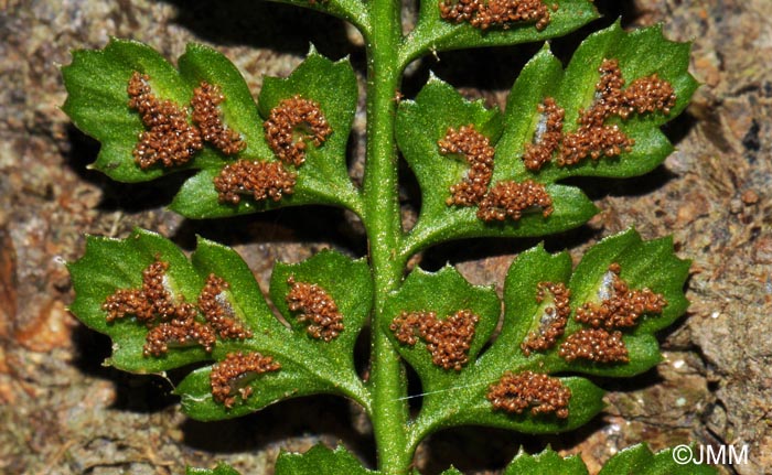 Asplenium foreziense