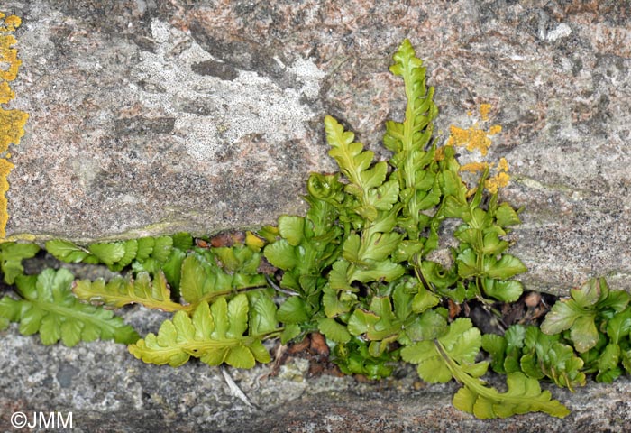 Asplenium marinum