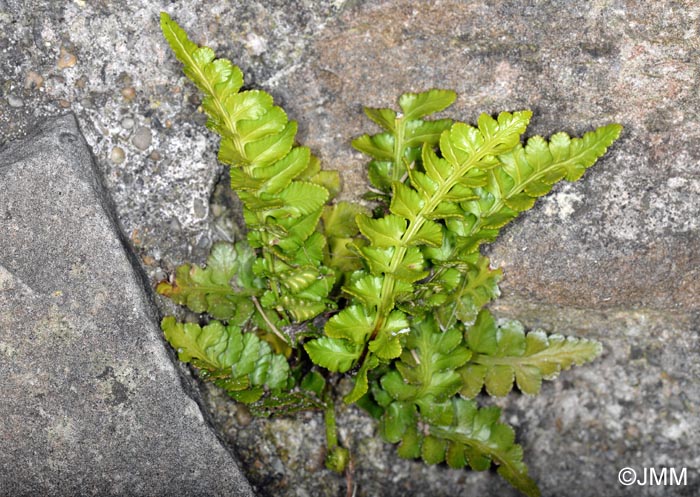 Asplenium marinum