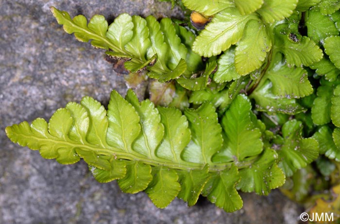 Asplenium marinum