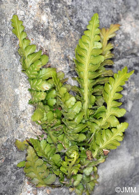 Asplenium marinum