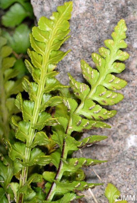 Asplenium marinum