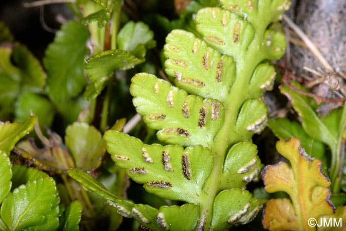 Asplenium marinum