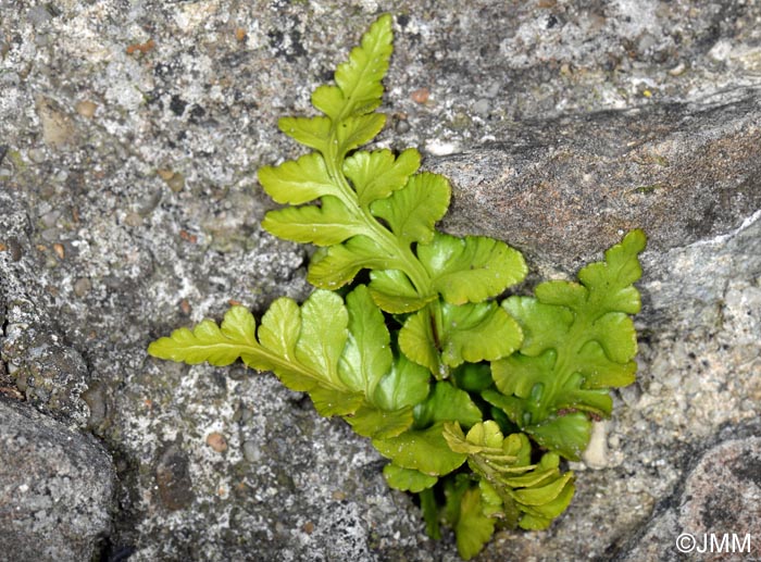 Asplenium marinum