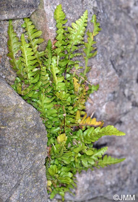 Asplenium marinum