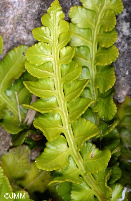 Asplenium marinum