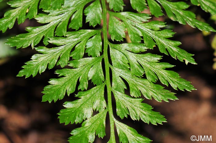 Asplenium obovatum subsp. billotii