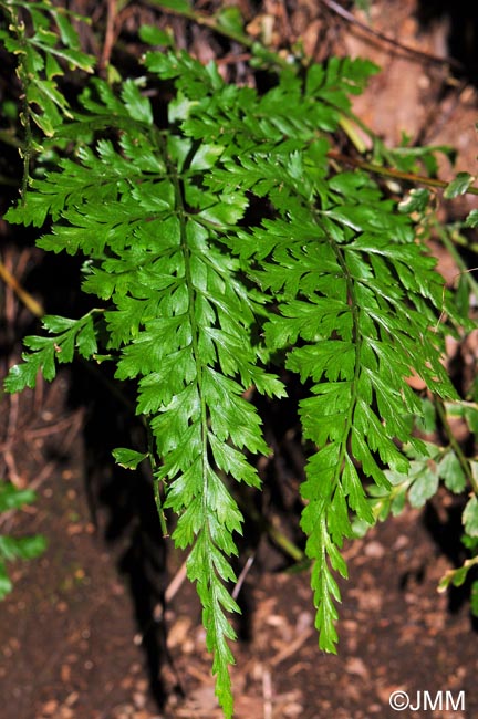 Asplenium obovatum subsp. billotii