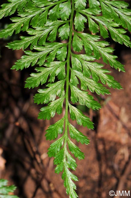 Asplenium obovatum subsp. billotii