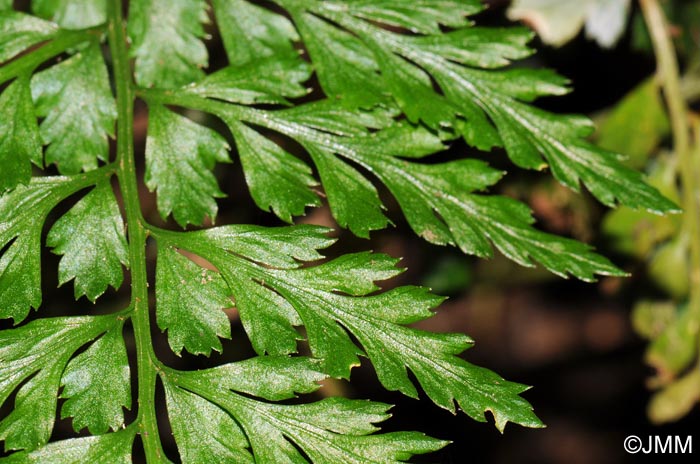 Asplenium obovatum subsp. billotii