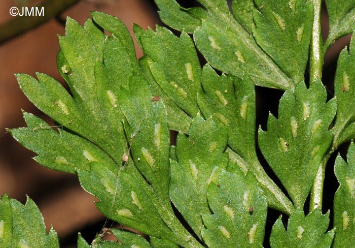 Asplenium obovatum subsp. billotii