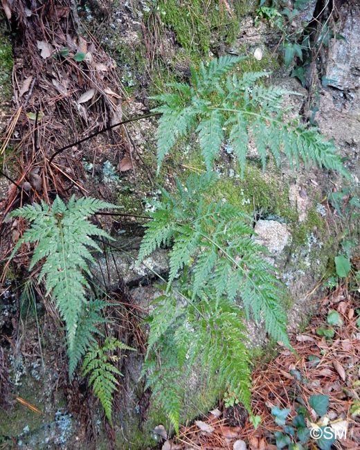 Asplenium onopteris