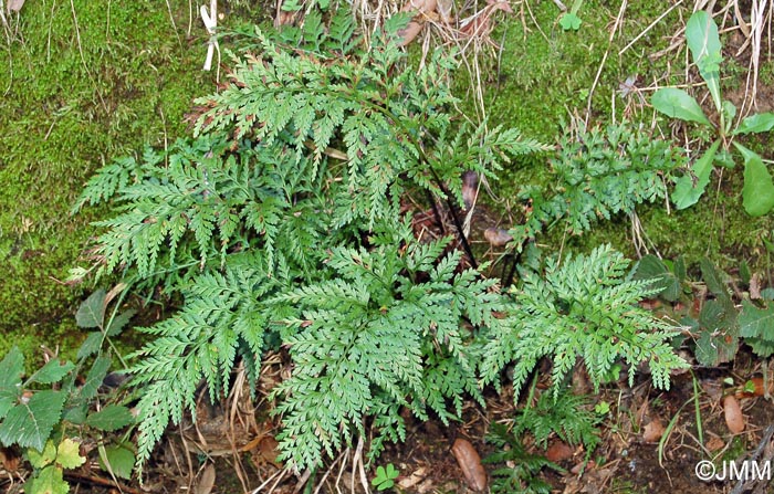 Asplenium onopteris