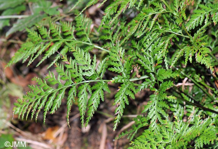 Asplenium onopteris