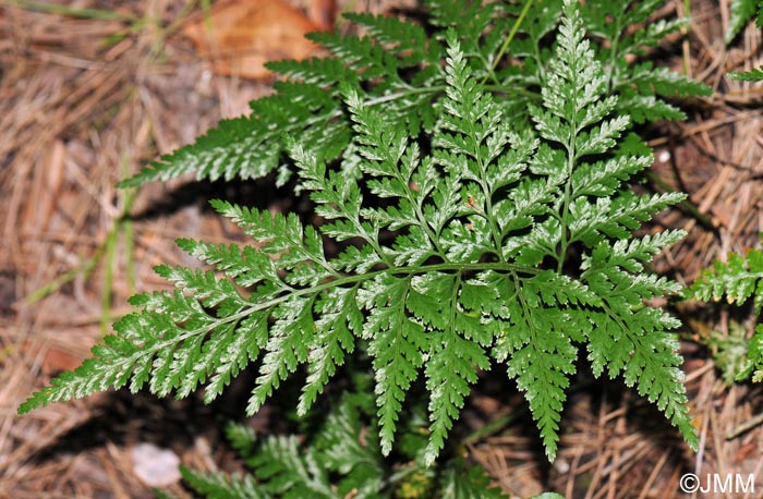 Asplenium onopteris