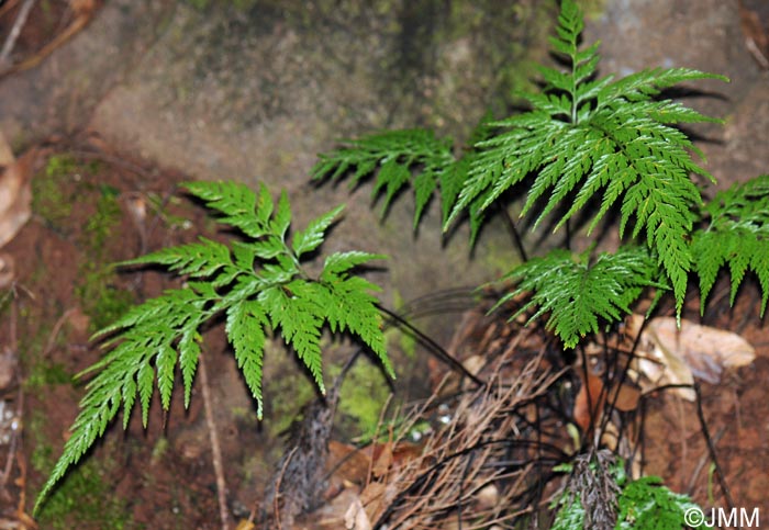 Asplenium onopteris