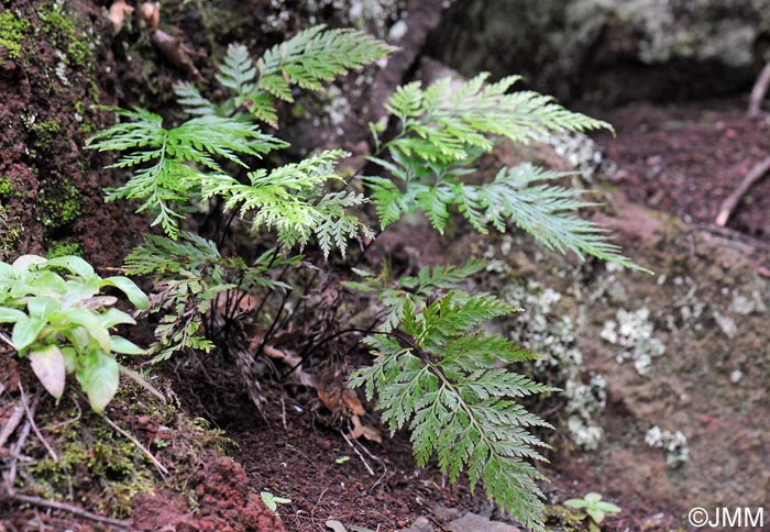 Asplenium onopteris