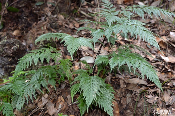 Asplenium onopteris