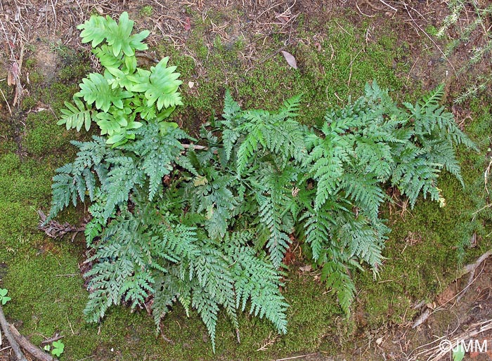 Asplenium onopteris et Polypodium cambricum