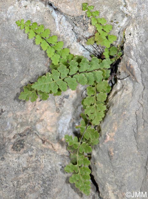 Asplenium petrarchae