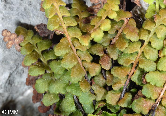 Asplenium petrarchae