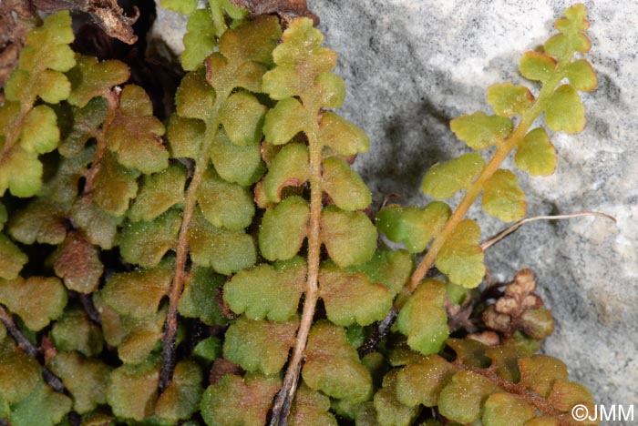 Asplenium petrarchae